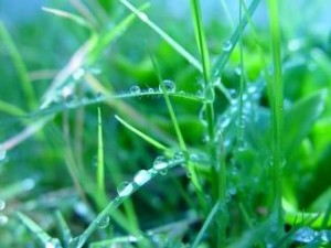 dewdrops-on-grass.PublicDomain.